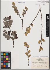 Foto von Salix cinerea L.